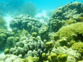 Reef IMG 5895